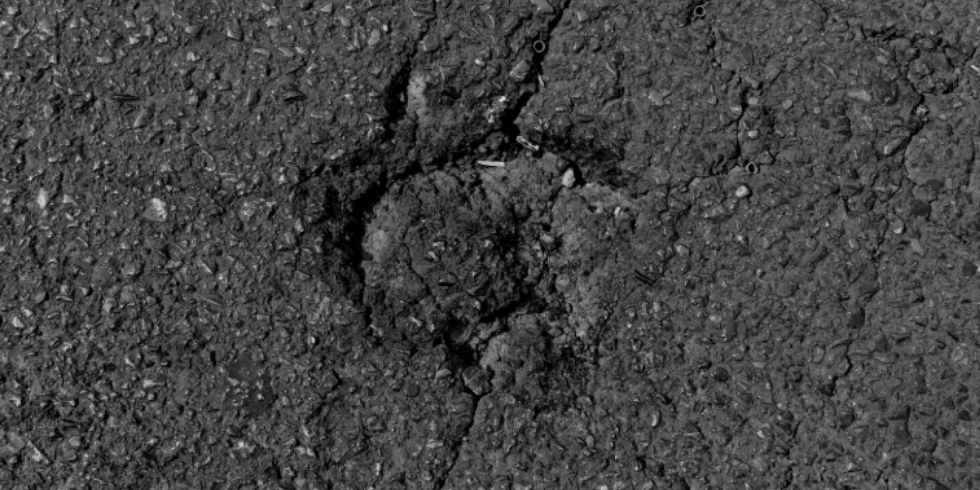 Vila Betume | Usina de Asfalto em Cariacica – ES Benefícios do Pavimento CBUQ vs. Asfalto Ensacado: Quando e Por Que Optar